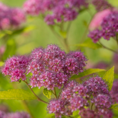 Little Spark® Spirea ~ Spiraea japonica 'Minspil04' G3