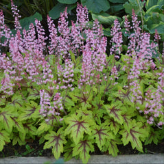 Fun and Games® 'Eye Spy' Foamy Bells ~ Heucherella x 'Eye Spy' 19CM