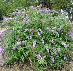 Lavender Cascade Butterfly Bush ~ Buddleia 'Lavender Cascade' G3