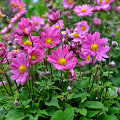 Curtain Call Deep Rose Japanese Windflower ~ Anemone 'Curtain Call Deep Rose' 19CM