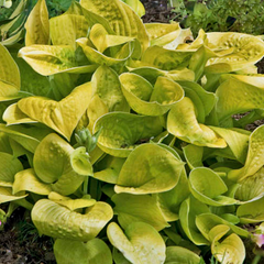 Maui Buttercups Plantain Lily ~ Hosta 'Maui Buttercups' 19CM