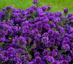 Grape Crush New England Aster ~ Aster novae-angliae 'Grape Crush' G1