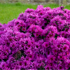 Pink Crush New England Aster ~ Aster novae-angliae 'Pink Crush' G1