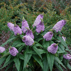 Pugster® Amethyst Butterfly Bush ~ Buddleia davidii ‘SMNBDL’ G3