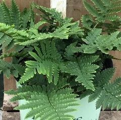 Beautiful Wood Fern ~ Dryopteris pulcherrima 19CM