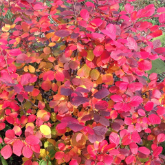 Legend Of The Fall® Bottlebrush ~ Fothergilla x intermedia 'Alice' G2