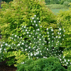 Illuminati Arch® Mockorange ~ Philadelphus coronarius 'SMNPBD' G3