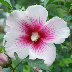 Paraplu Pink Ink® Rose of Sharon ~ Hibiscus syriacus 'Paraplu Pink Ink' G3