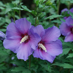 Paraplu Violet® Rose of Sharon - Hibiscus syriacus 'Paraplu Violet' G3