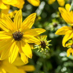Autumn Gold Narrow-Leaved Sunflower ~ Helianthus salicifolius 'Autumn Gold' G1