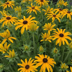 Glitters Like Gold Black-Eyed Susan ~ Rudbeckia hybrid 19CM