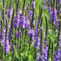 Hoary Vervain ~ Verbena stricta G1