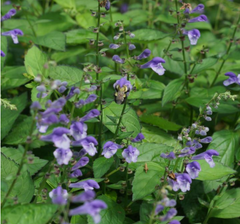 Appalachian Blues Skullcap ~ Scutellaria 'Appalachian Blues' 19CM