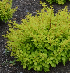 WorryFree® Lemon Glow® Barberry ~ Berberis thunbergii 'UCONNBTB048' G2