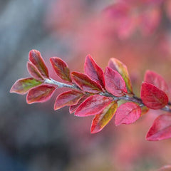 Autumn Inferno® Cotoneaster ~ Cotoneaster 'Bronfire' G3