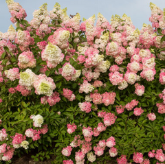 Berry White® Panicle Hydrangea ~ Hydrangea paniculata 'Renba' G3