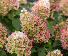 Little Hottie® Panicle Hydrangea ~ Hydrangea paniculata 'Bailpanone' G3