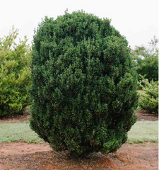 Chubby Hubby™ Japanese Holly ~ Ilex crenata 'MAD-IC-I' G3