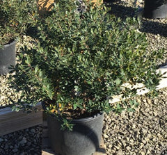 Forever Emerald™ Inkberry Holly ~ Ilex glabra 'Peggy's Cove' G3