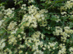 Virgin's Bower ~ Clematis virginiana G1