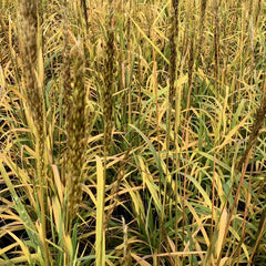 Golden Sunset™ Indiangrass ~ Sorghastrum nutans Golden Sunset G2