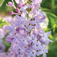 New Age™ Lavender Lilac ~ Syringa vulgaris G3
