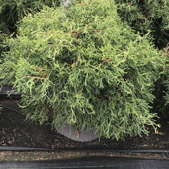 Contorted Hinoki Cypress ~ Chamaecyparis obtusa 'Contorta' G3
