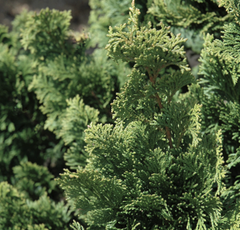 Wells Special Hinoki Falsecypress ~ Chamaecyparis obtusa 'Wells Special' G3
