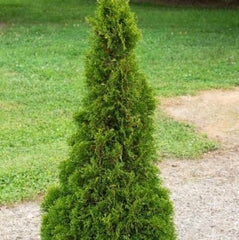 Emerald Petite™ Arborvitae ~ Thuja occidentalis 'Thusid4' G3