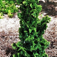 Primo® Arbovitae ~ Thuja occidentalis 'IslPrim' G3