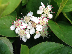 Low Scape Mound® Aronia ~ Aronia melanocarpa G3