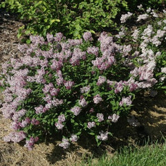 Baby Kim® Lilac ~ Syringa x 'SMNSDTP' G3
