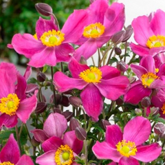 Fantasy Red Riding Hood Windflower ~ Anemone Fantasy™ 'Red Riding Hood' 19CM