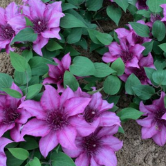 Elodi Clematis ~ Clematis x 'Evipo115' Deco Pot