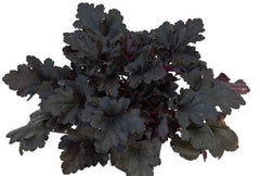 Black Pearl Coral Bells ~ Heuchera x 'Black Pearl' G1