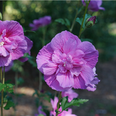 Dark Lavender Chiffon® Rose of Sharon ~ Hibiscus syriacus 'SMNHSPCL' G3
