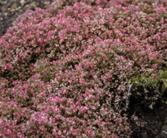 Steel The Show Stonecrop ~ Sedum 19CM