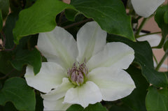 Boulevard® Kitty™ Clematis ~ Clematis x 'Evipo097' 17CM