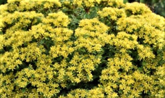Rock 'N Round® 'Bright Idea' Stonecrop ~ Sedum G1
