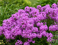 Fashionably Early™ Flamingo Phlox ~ Phlox paniculata 19CM