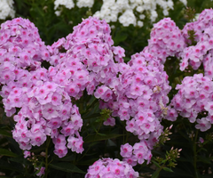 Luminary® Opalescence Tall Garden Phlox ~ Phlox paniculata 19CM