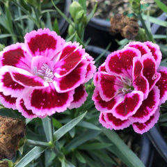 Delilah™ Bicolor Purple Pinks ~ Dianthus plumaris 19CM