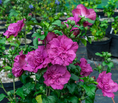 Magenta Chiffon® Rose of Sharon ~ Hibiscus syriacus 'Rwoods5' G3
