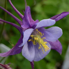 Earlybird™ Purple Blue Columbine ~ Aquilegia x 'Earlybird Purple Blue' 19CM