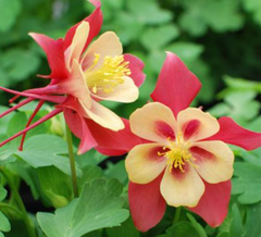Earlybird™ Red Yellow Columbine ~ Aquilegia x 'Earlybird Red Yellow' 19CM