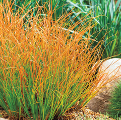 Prairie Fire Sedge ~ Carex testacea 'Prairie Fire' 19CM