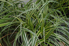 Feather Falls™ Sedge ~ Carex 'ETCRX01 19CM