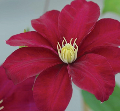 Boulevard® Issey™ Clematis ~ Clematis x 'Evipo081' 19CM