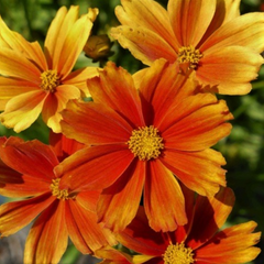 Li'l Bang™ Darling Clementine Tickseed ~ Coreopsis 'Darling Clementine' 19CM