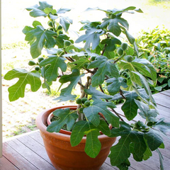 Fignomenal Fig ~ Ficus carica 'Fignominal' G3